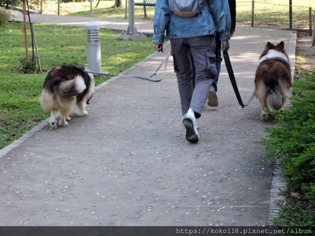 111.12.23 新竹公園-牧羊犬.JPG