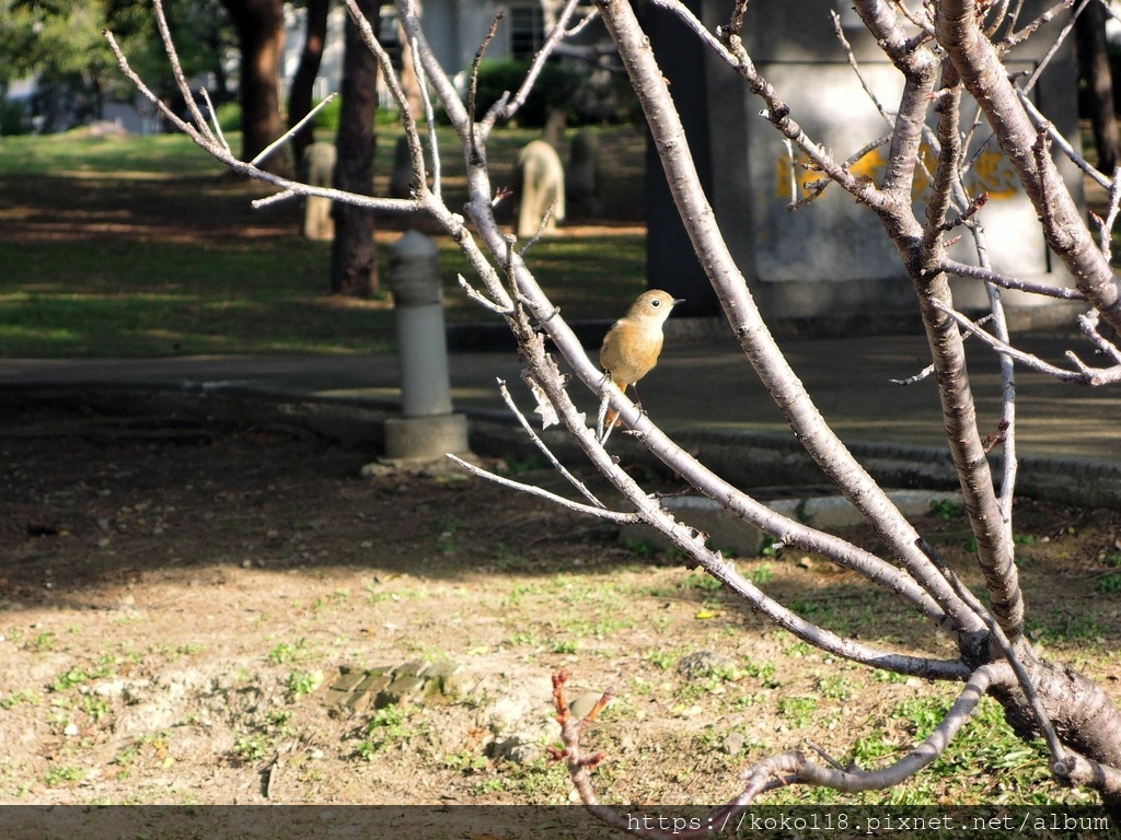 111.12.23 新竹公園-黃尾鴝(雌)14.JPG