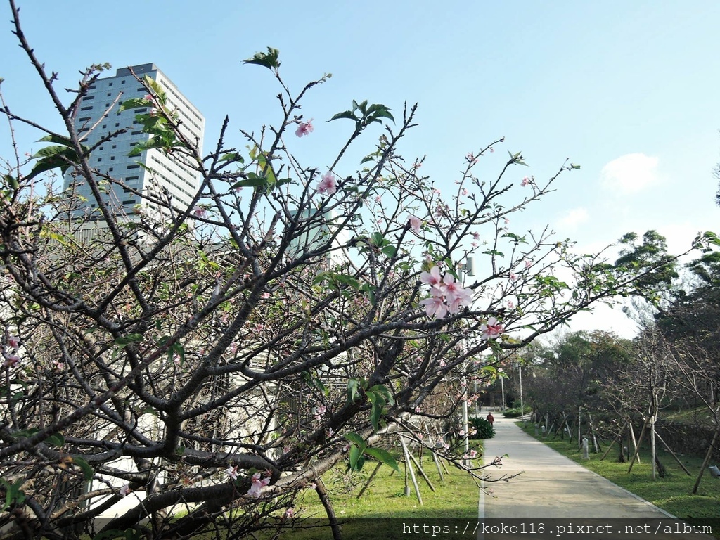 111.12.23 新竹公園-櫻花.JPG