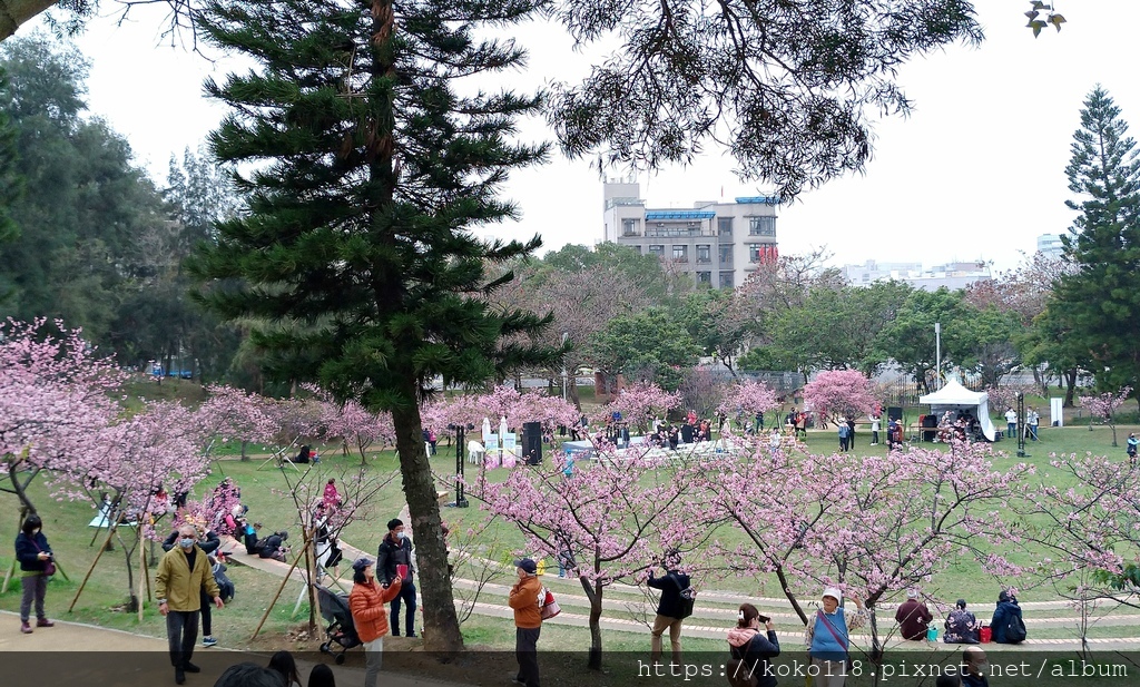 112.2.11 新竹公園櫻花開.jpg