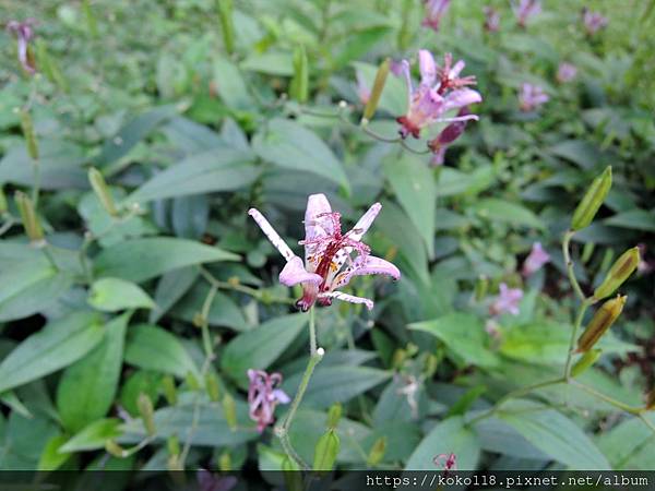 111.12.25 十八尖山-台灣油點草1.JPG