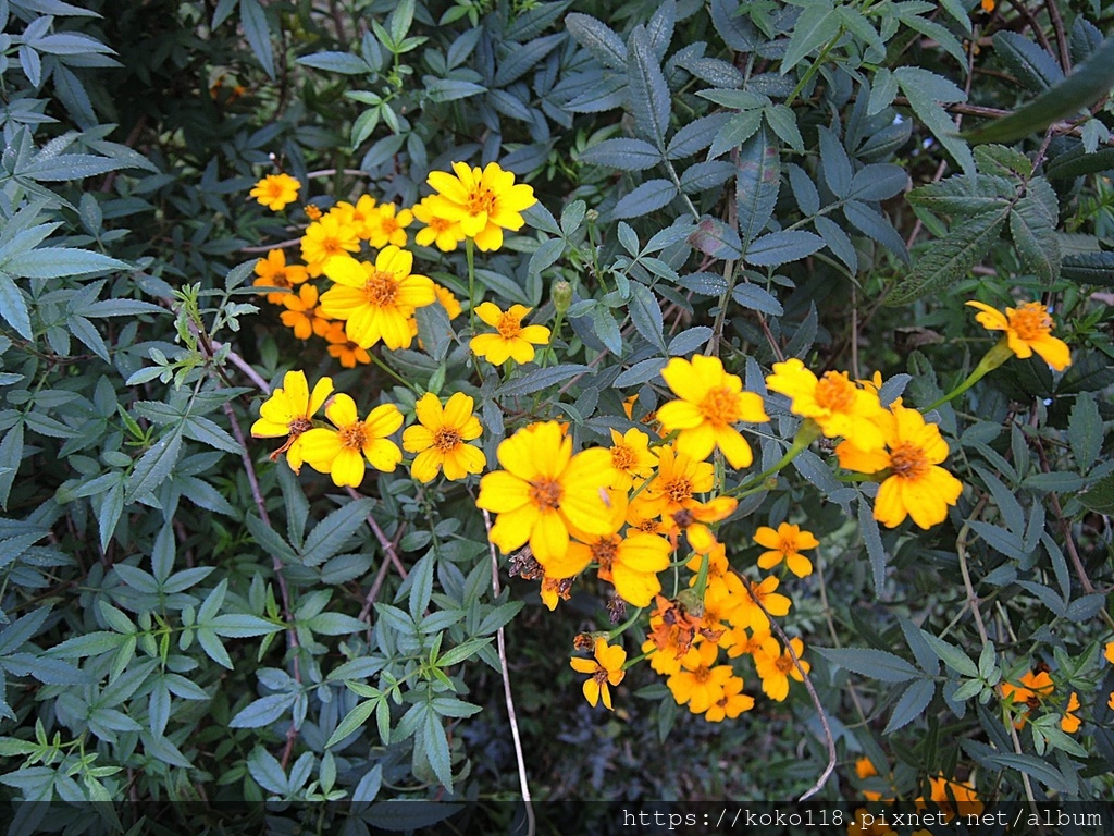 111.12.25 十八尖山-芳香萬壽菊2.JPG