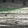 111.12.25 新竹公園-金背鳩1.JPG