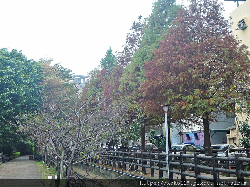 112.1.12 東山濕地生態教學公園外-落羽松2.JPG