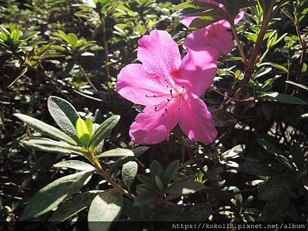 111.12.28 東山濕地生態教學公園外-杜鵑花.JPG