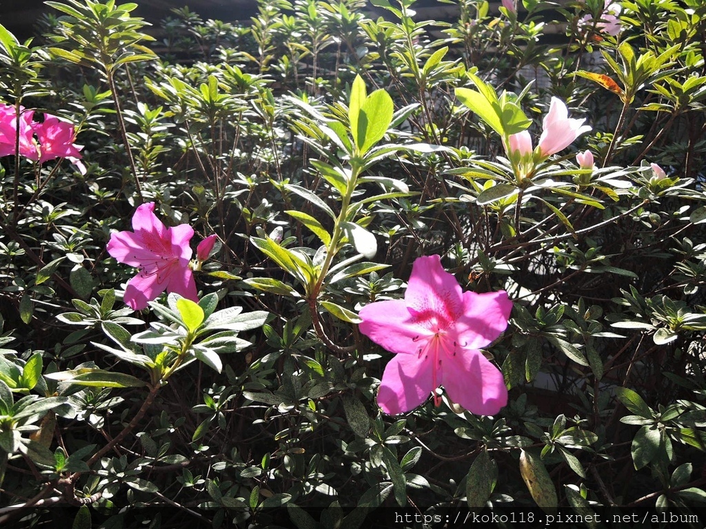 111.12.28 東山濕地生態教學公園外-杜鵑花1.JPG