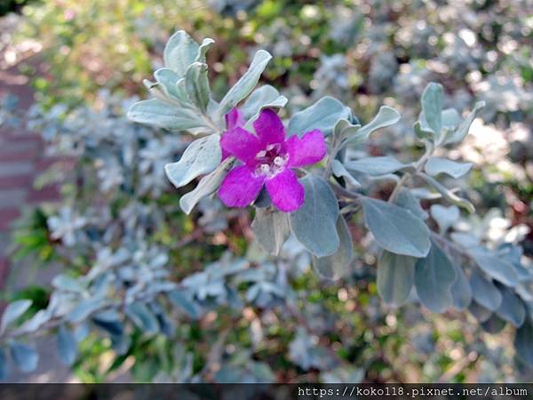 111.12.28 東山濕地生態教學公園外-紅花玉芙蓉.JPG