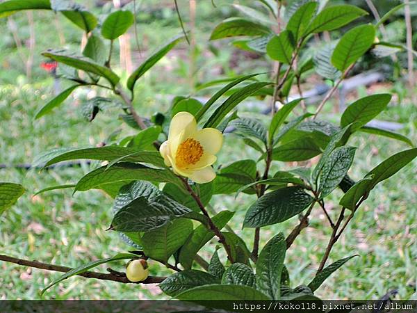 112.1.19 清華大學-茶花園-凹脈金花茶1.JPG