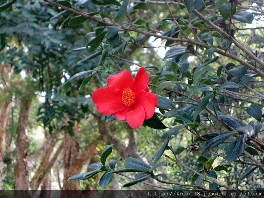 112.1.19 清華大學-茶花園-夏日紅絨.JPG