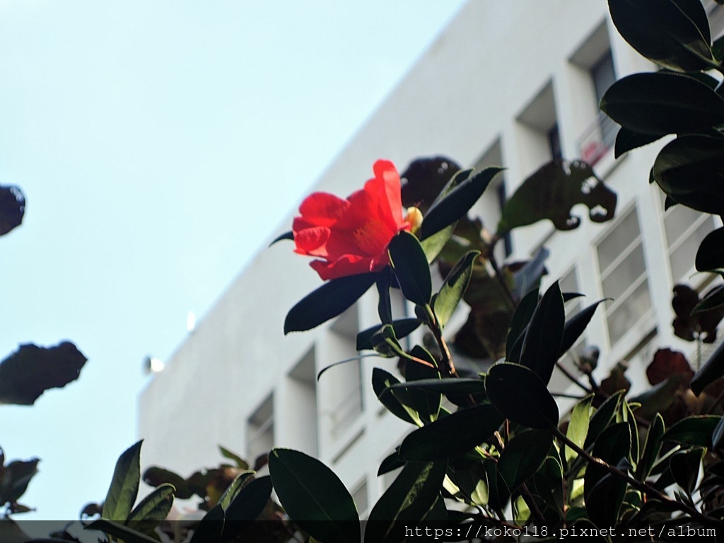 112.1.19 清華大學-茶花園-夏日紅絨1.JPG