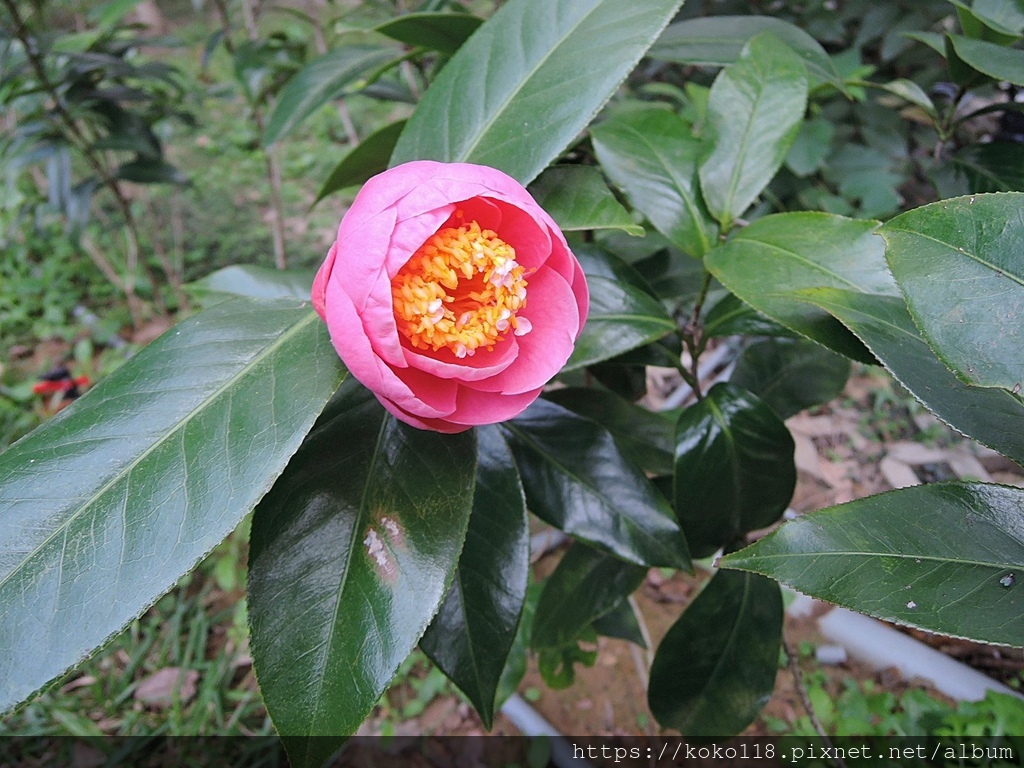 112.1.19 清華大學-茶花園-悅牡丹1.JPG