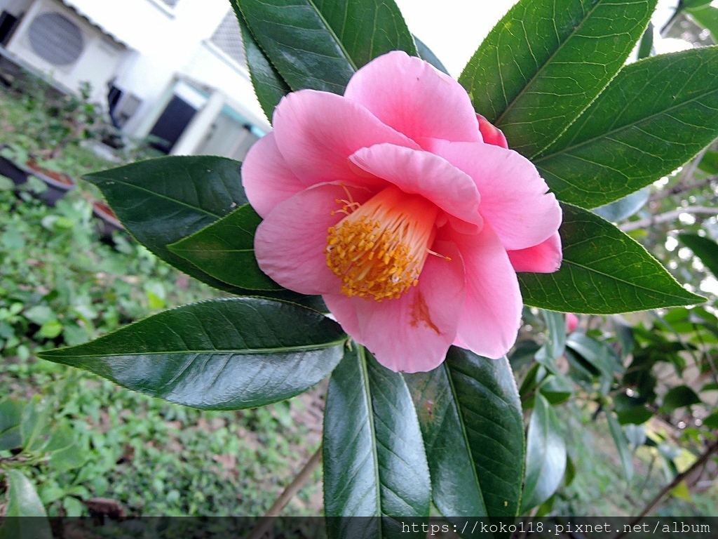 112.1.19 清華大學-茶花園-悅牡丹3.JPG