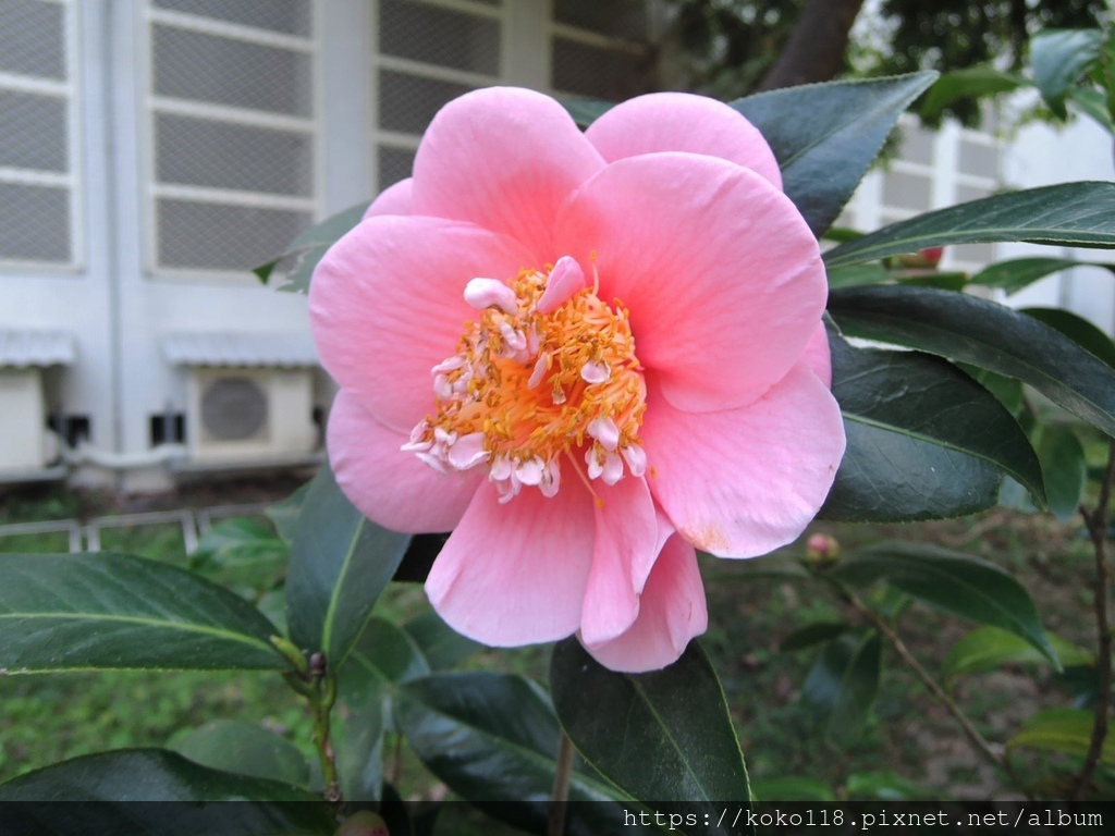 112.1.19 清華大學-茶花園-悅牡丹4.JPG