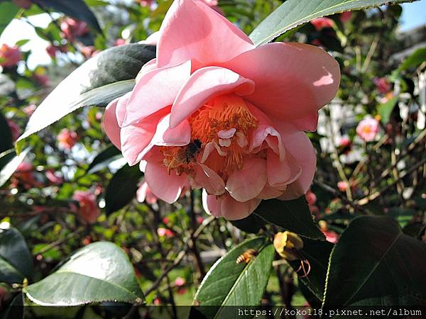 112.1.19 清華大學-茶花園-悅牡丹13.JPG