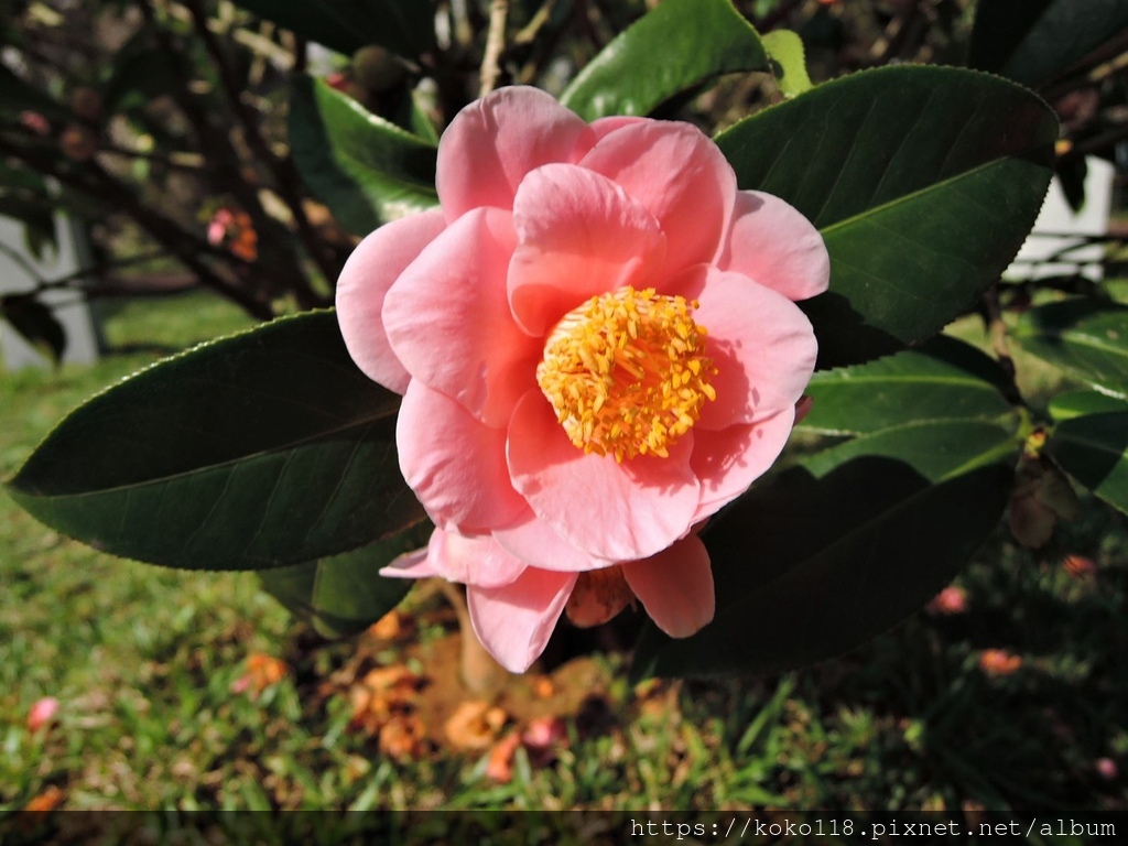 112.1.19 清華大學-茶花園-悅牡丹17.JPG