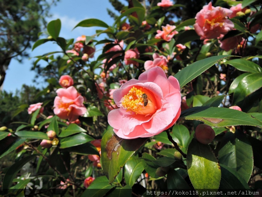 112.1.19 清華大學-茶花園-悅牡丹19.JPG