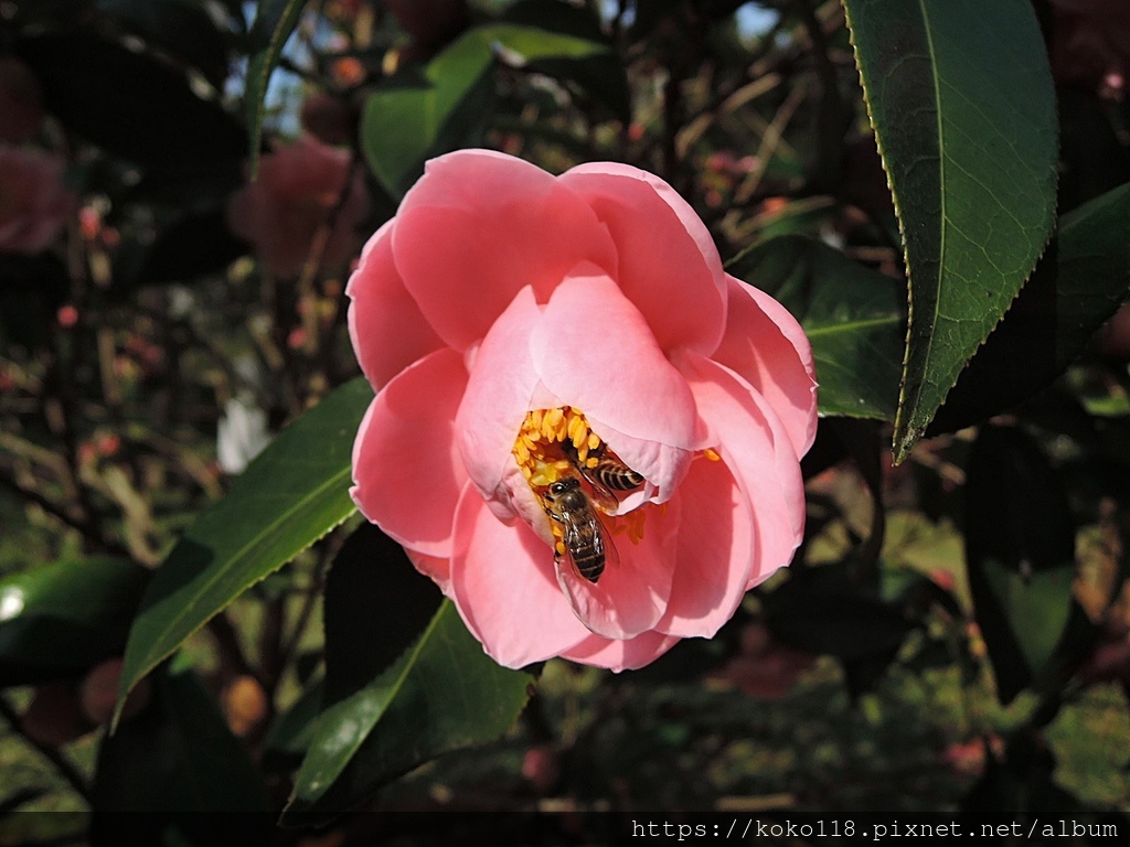 112.1.19 清華大學-茶花園-悅牡丹18.JPG