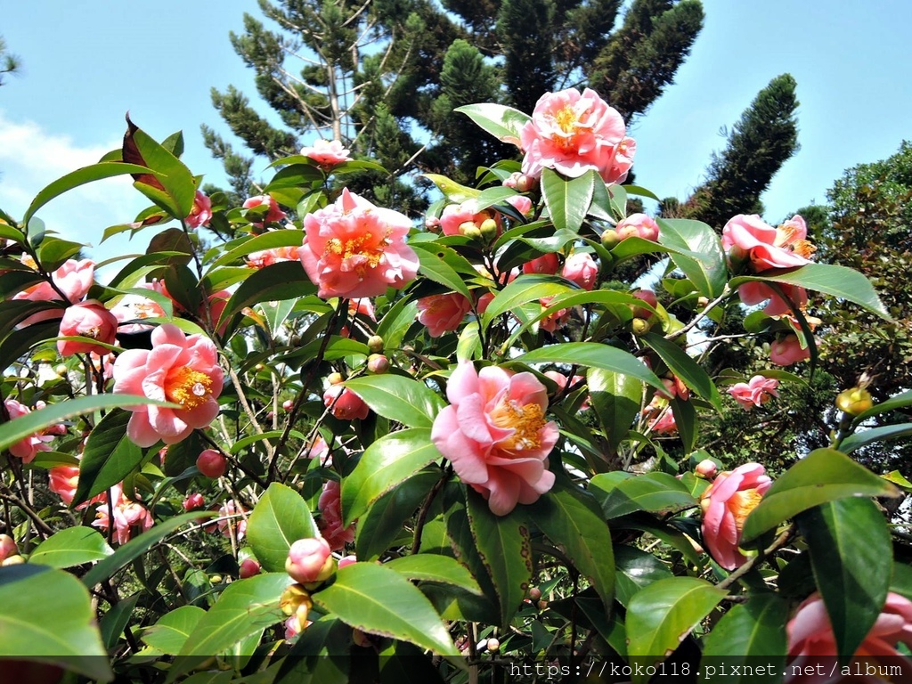 112.1.19 清華大學-茶花園-悅牡丹20.JPG