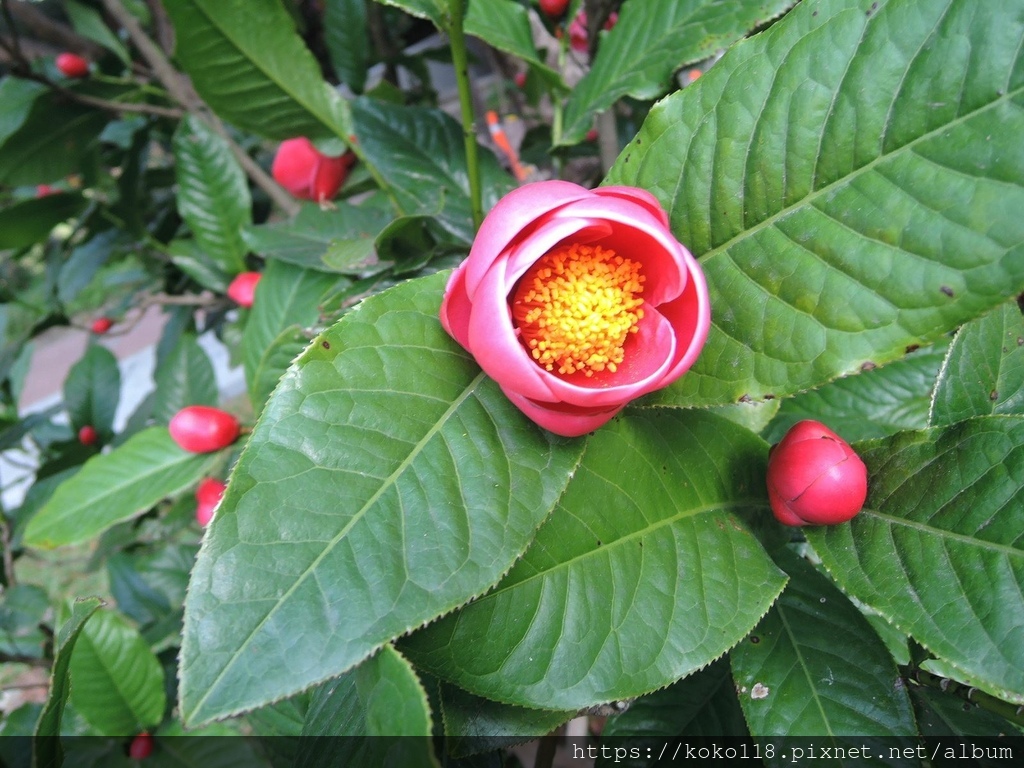 112.1.19 清華大學-茶花園-海棠(越南抱莖茶)1.JPG