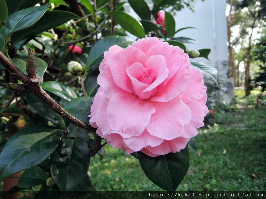 112.1.19 清華大學-茶花園-情人節11.JPG