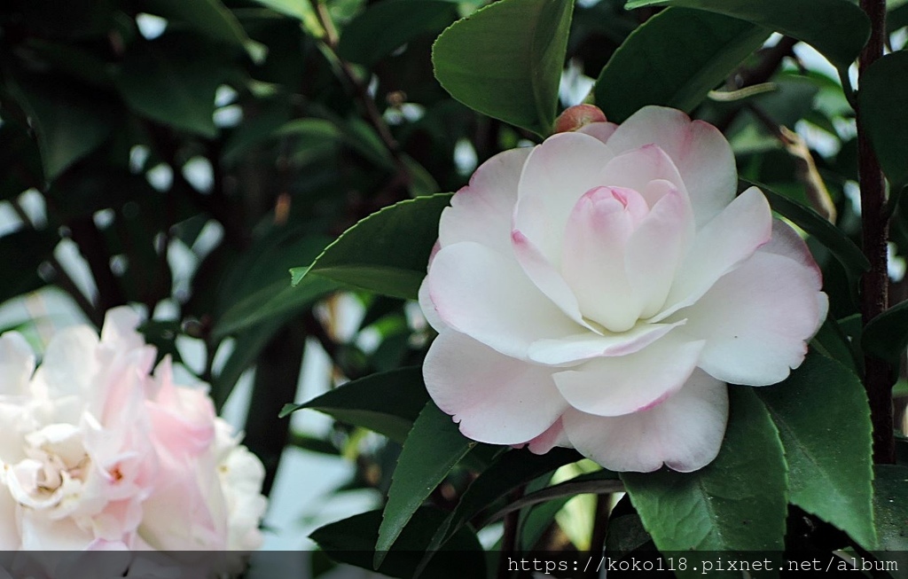 112.1.19 清華大學-茶花園-甜香水.JPG