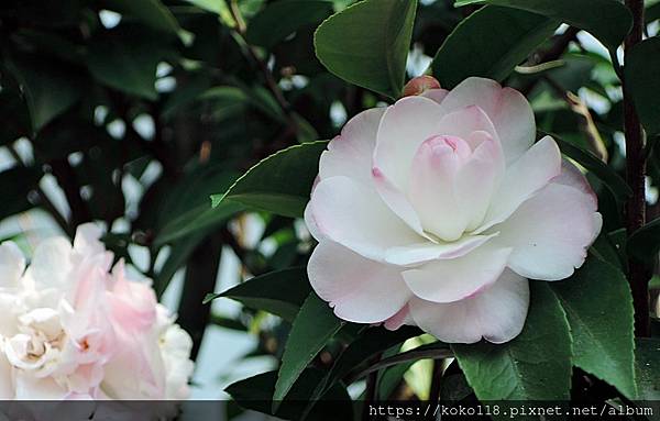 112.1.19 清華大學-茶花園-甜香水.JPG