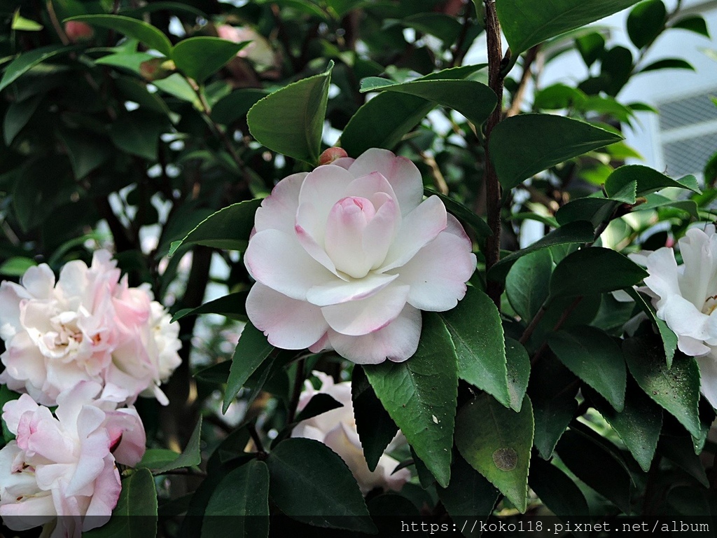 112.1.19 清華大學-茶花園-甜香水1.JPG