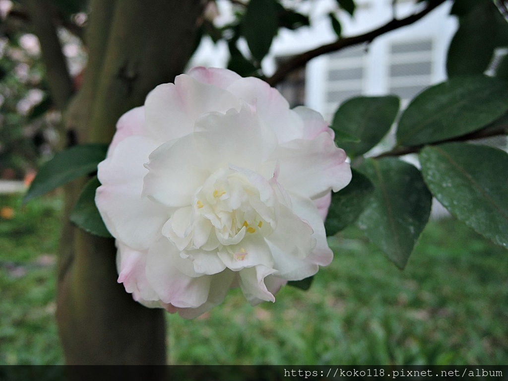 112.1.19 清華大學-茶花園-甜香水3.JPG