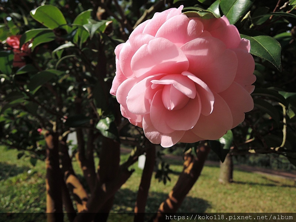 112.1.19 清華大學-茶花園-喬伊肯德力克12.JPG