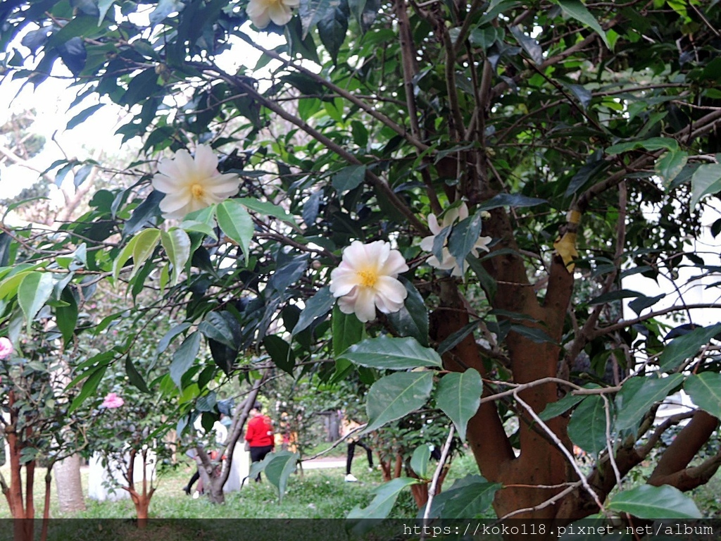 112.1.19 清華大學-茶花園-黃蓮華.JPG