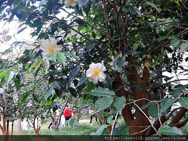 112.1.19 清華大學-茶花園-黃蓮華.JPG