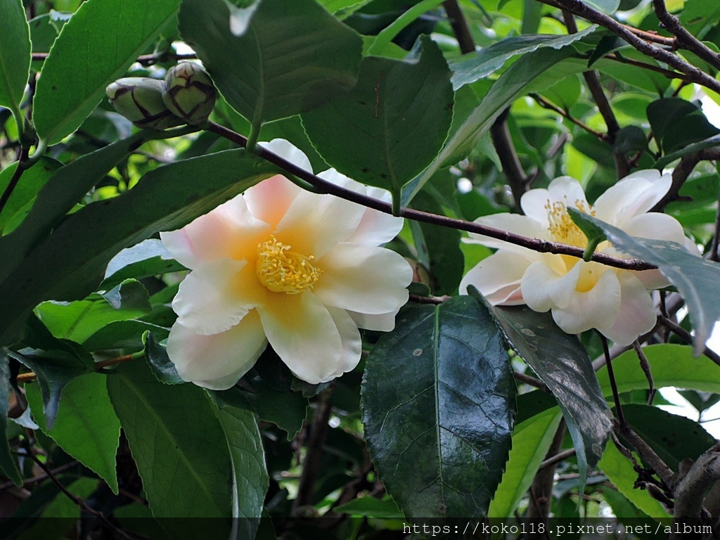 112.1.19 清華大學-茶花園-黃蓮華2.JPG