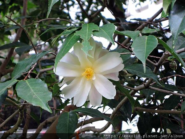 112.1.19 清華大學-茶花園-黃蓮華1.JPG