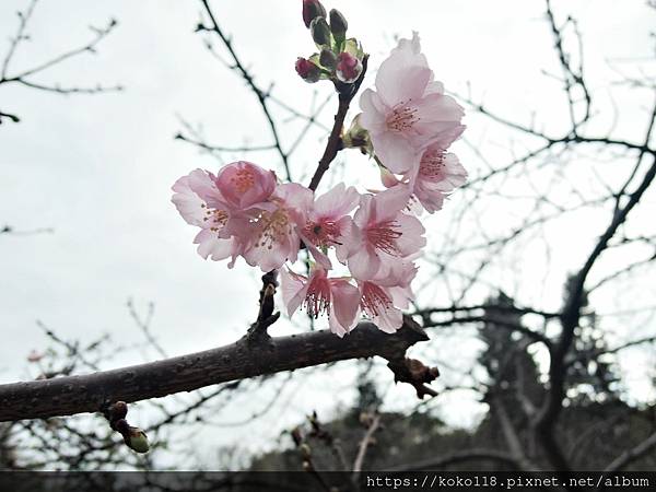 112.1.25 新竹公園-河津櫻2.JPG