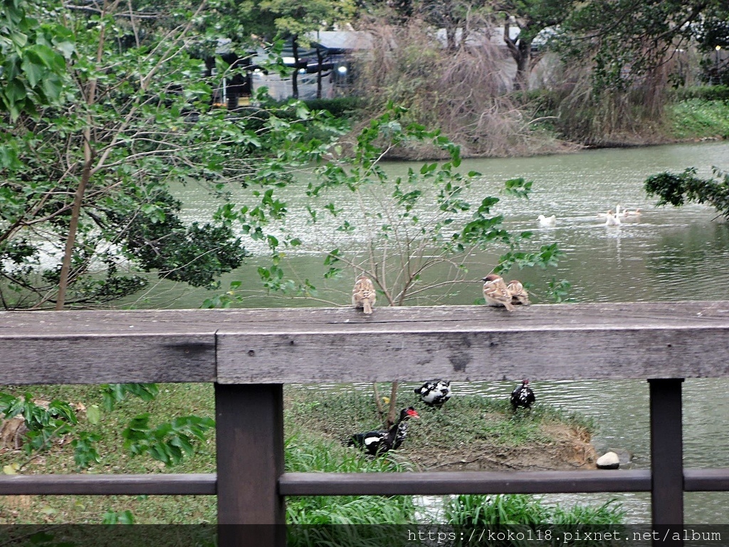 112.1.25 新竹公園-麻雀.JPG