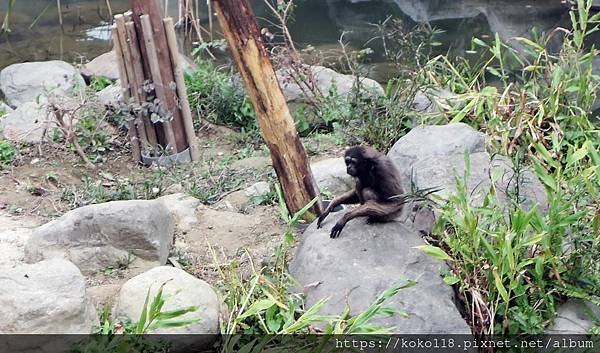 112.1.25 新竹動物園-灰長臂猿2.JPG