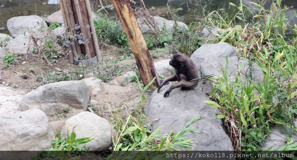 112.1.25 新竹動物園-灰長臂猿4.JPG