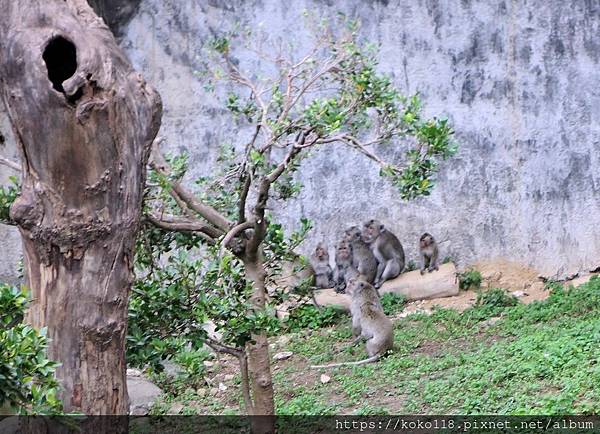 112.1.25 新竹動物園-馬來猴.JPG