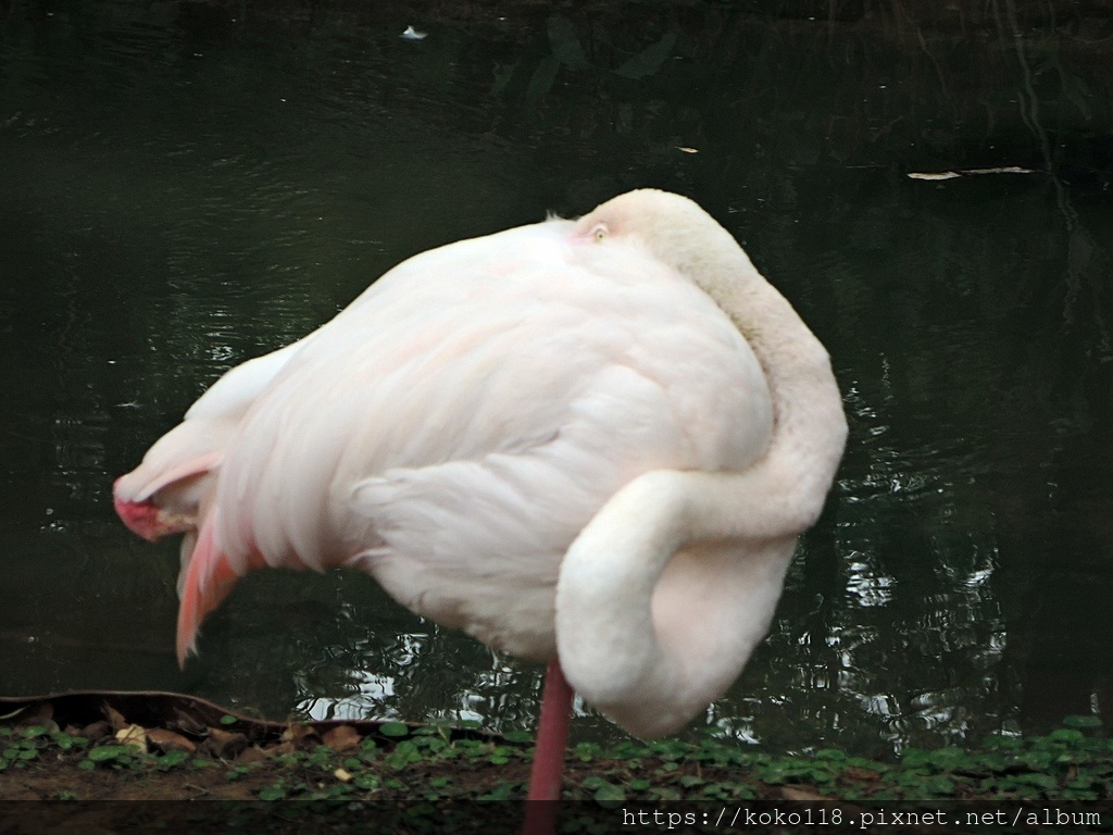 112.1.26 新竹動物園-大紅鶴2.JPG