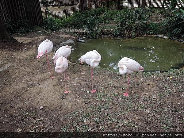 112.1.26 新竹動物園-大紅鶴.JPG