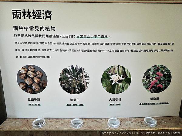 112.1.26 新竹動物園-介紹板-雨林植物與我們的生活1.JPG