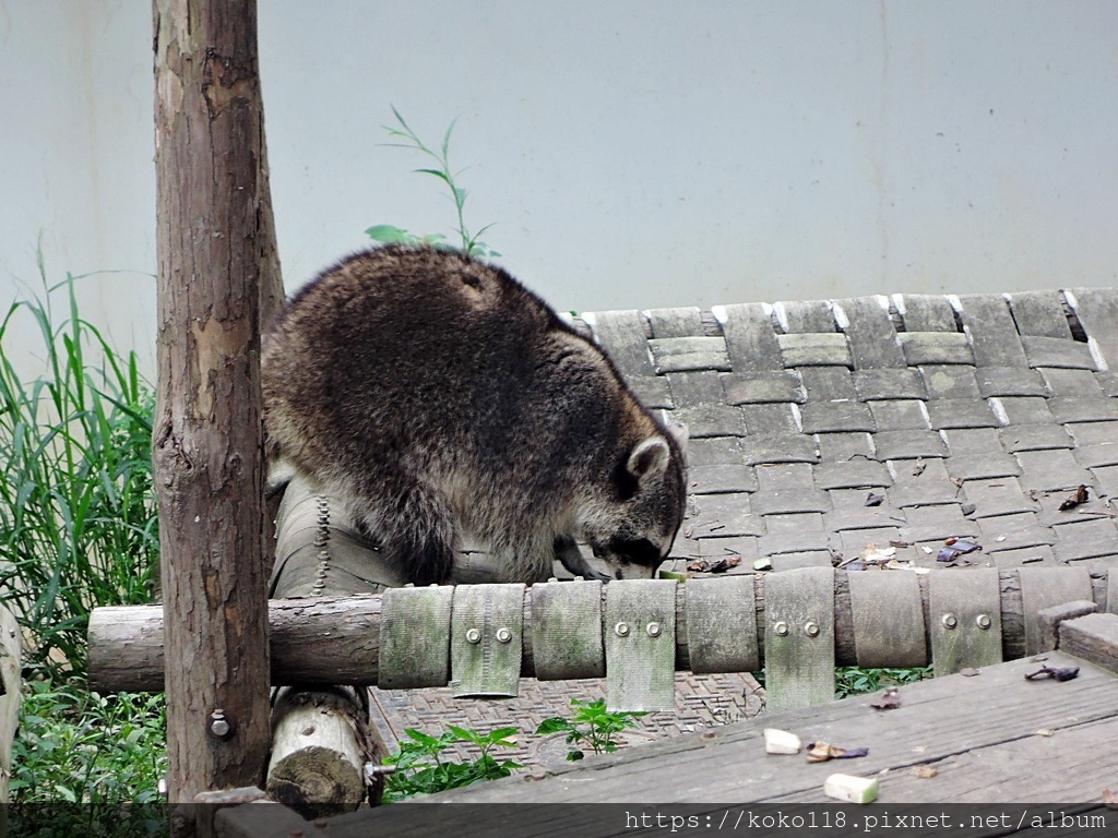 112.1.26 新竹動物園-北美浣熊.JPG