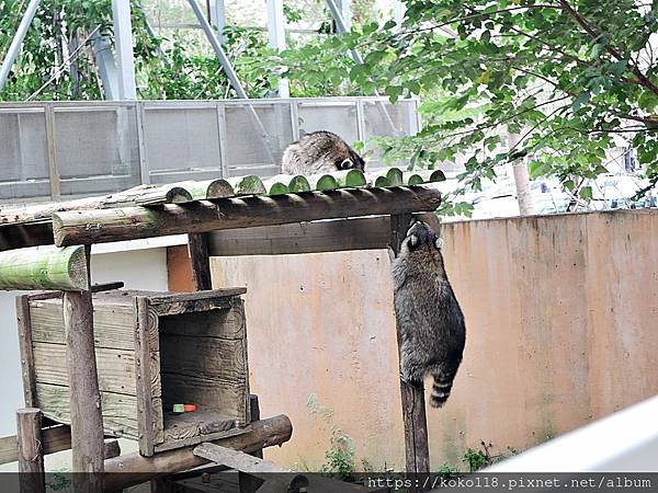 112.1.26 新竹動物園-北美浣熊2.JPG