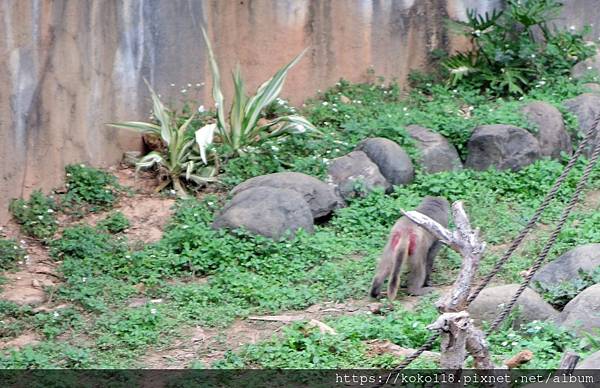 112.1.26 新竹動物園-台灣彌猴.JPG