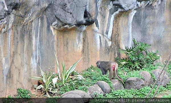 112.1.26 新竹動物園-台灣彌猴1.JPG