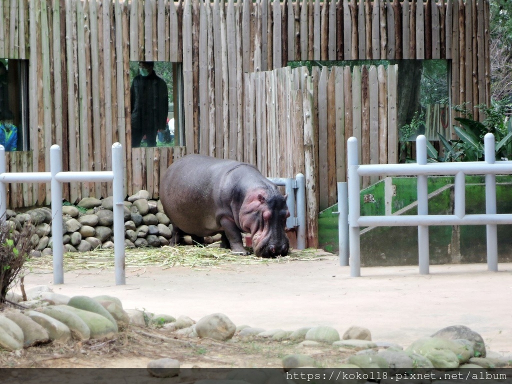 112.1.26 新竹動物園-河馬樂樂.JPG