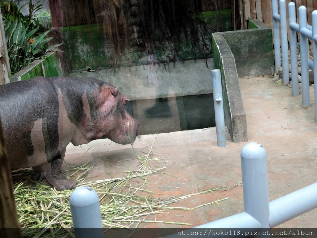 112.1.26 新竹動物園-河馬樂樂1.JPG