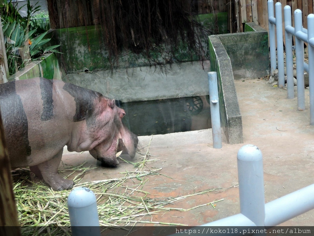 112.1.26 新竹動物園-河馬樂樂2.JPG