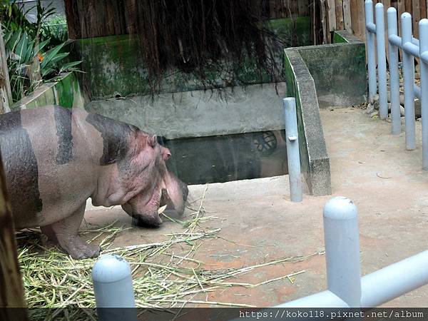 112.1.26 新竹動物園-河馬樂樂2.JPG