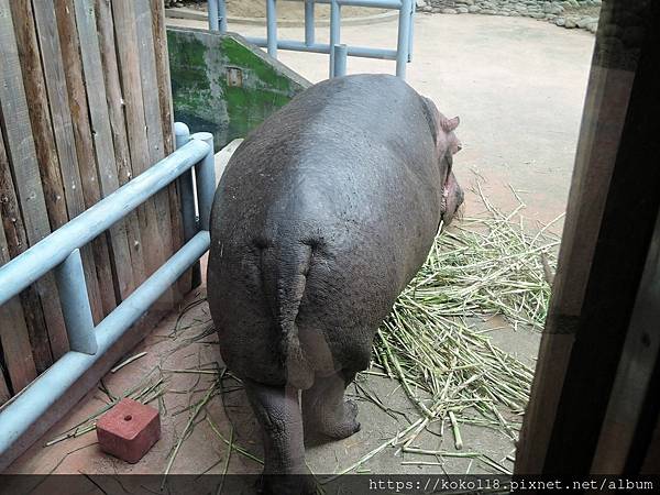 112.1.26 新竹動物園-河馬樂樂3.JPG